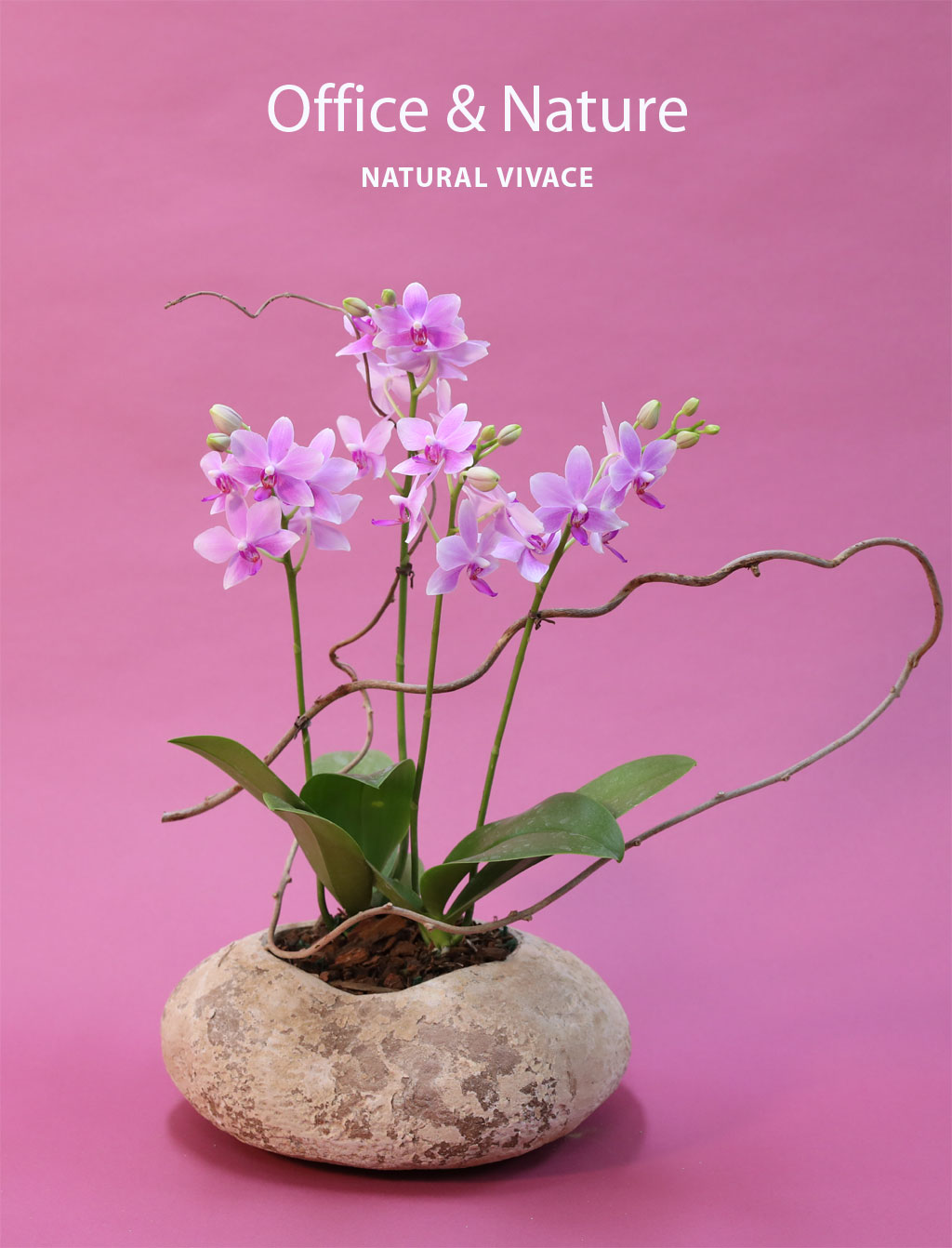 Office & Nature - Vivace(고급빈티지화기)