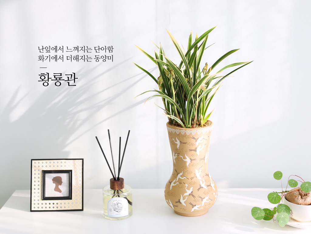 동양란은 아시아권의 온대지방에서 자라는 난초과 식물입니다.
옛날부터 고고한 자태와 그윽한 향기를 품고 있는 모습이 선비와 같다고 보았으며,
군자의 상징으로 통합니다.