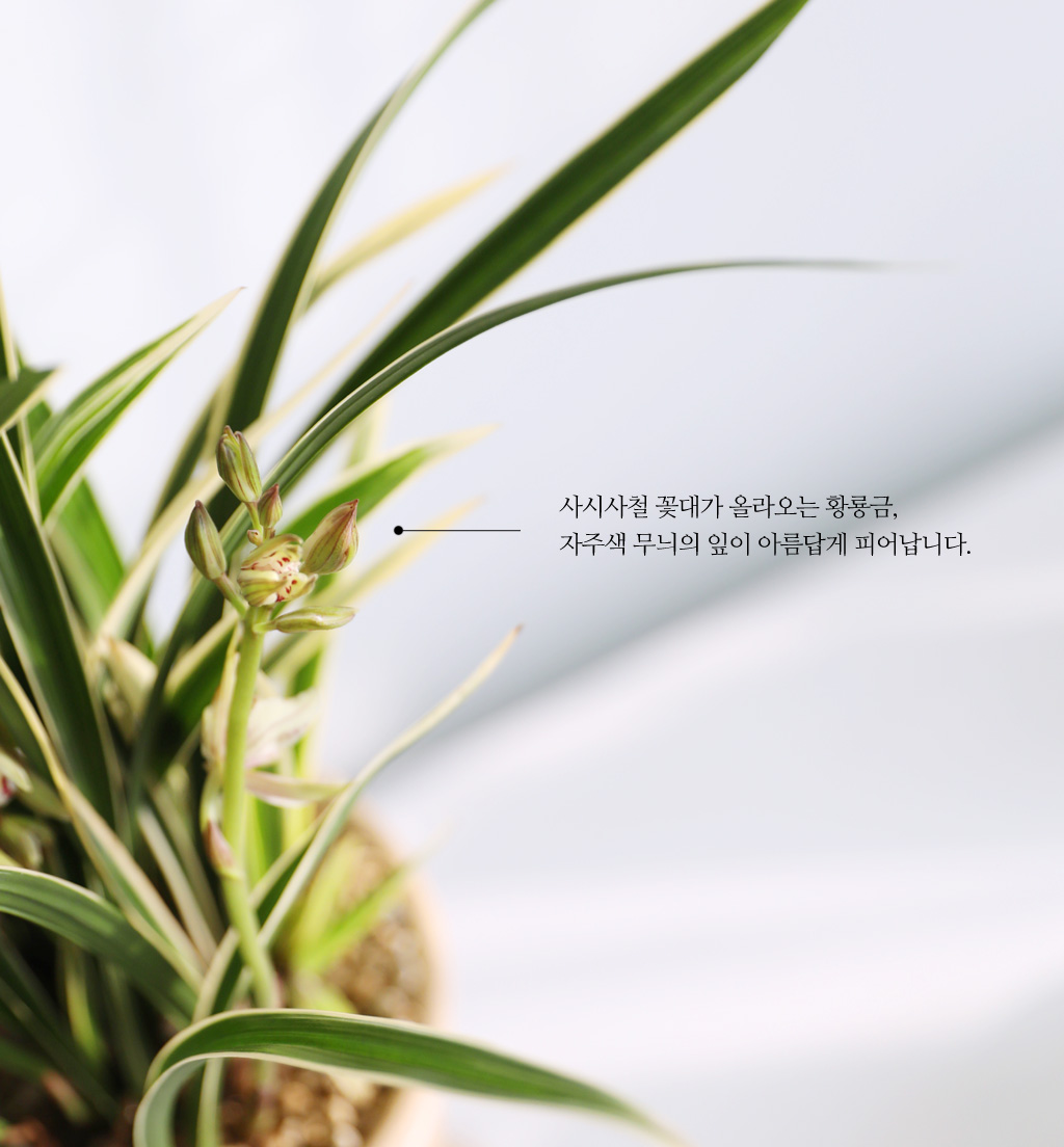 테이블위에 놓아도, 거실탁자위에 놓아도 손색이 크기가 크지 않아
좋습니다.
바람이 잘 통하고 반사광이 있으면 더욱 좋습니다.
실내의 적당한 온도에서도 잘 자라며,
물은 1주에 한회정도 흠뻑 줍니다.