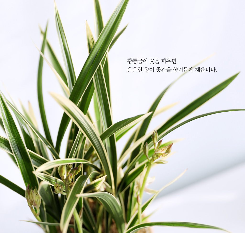 황룡금이 꽃을 피우면 은은한 향이 공간을 향기롭게 채웁니다.