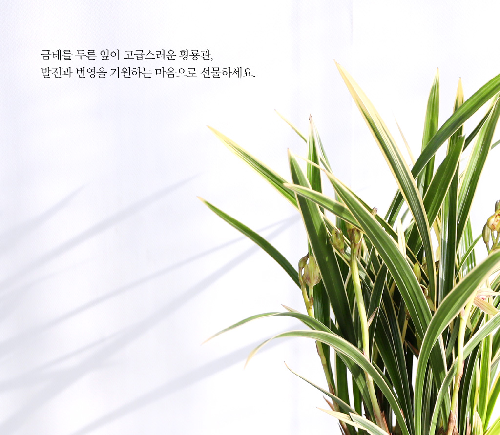금테를 두른 잎이 고급스러운 향룡관,
발전과 번영을 기원하는 마음으로 선물하세요.