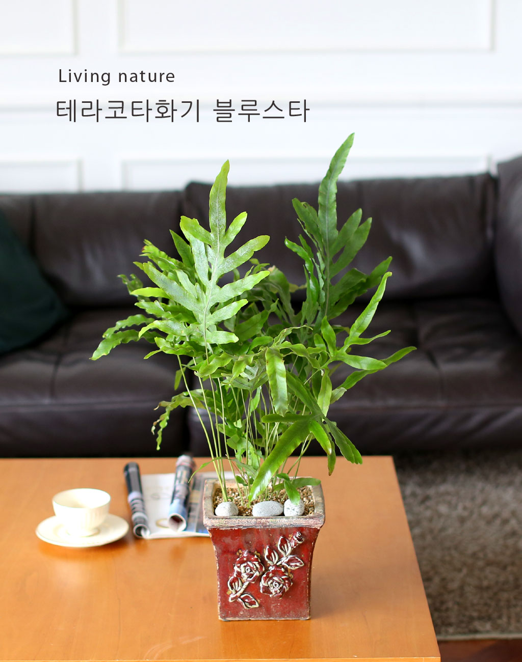 별모양의 잎을 가졌다고 해서 블루스타 라고 합니다
빨간색도 있는데 그건 레드스타라고 합니다