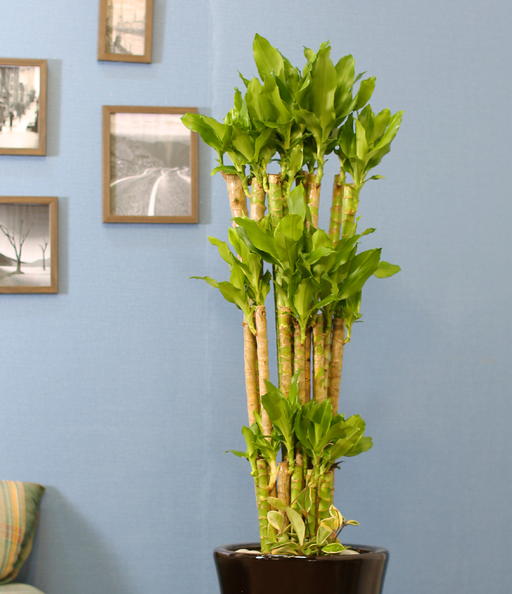 실내식물은 사람에게 좋아요 - 성공과 부를 기원하는 황금죽(3단)