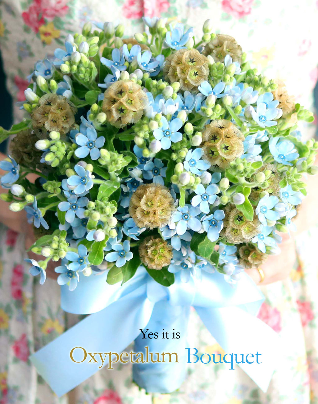 Yes it is Oxypetalum Bouquet