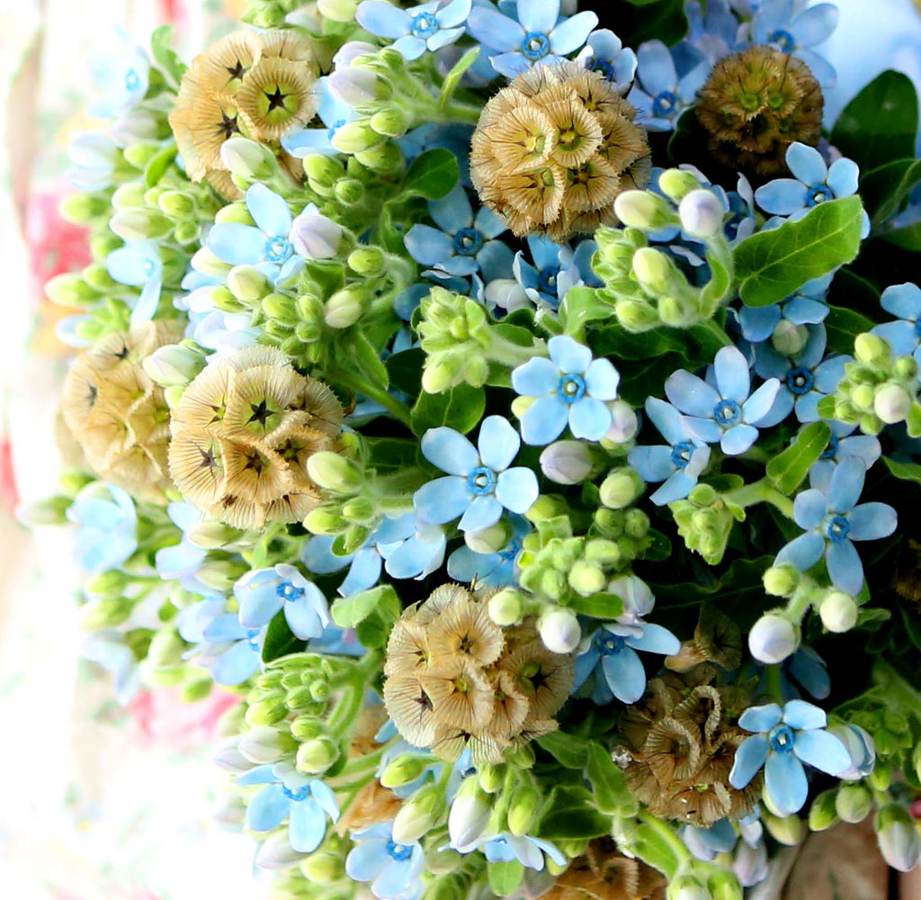Yes it is Oxypetalum Bouquet