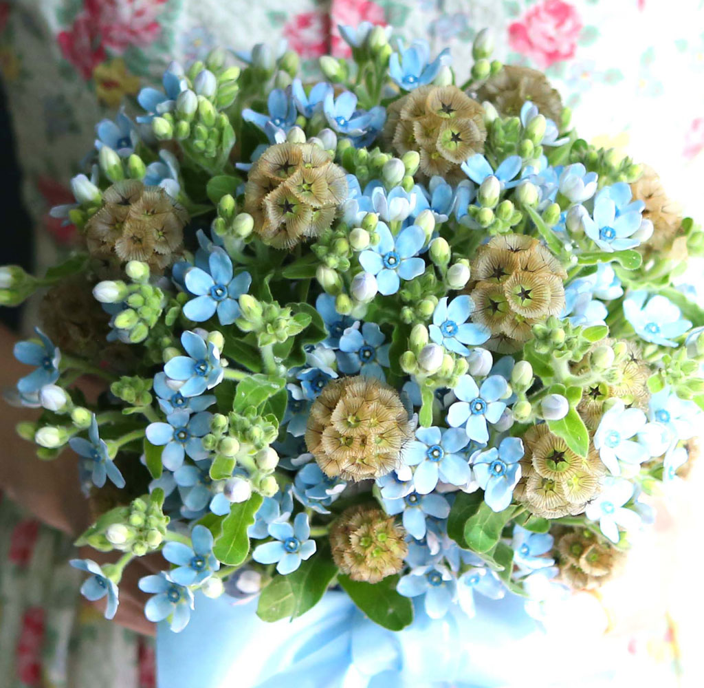 Yes it is Oxypetalum Bouquet