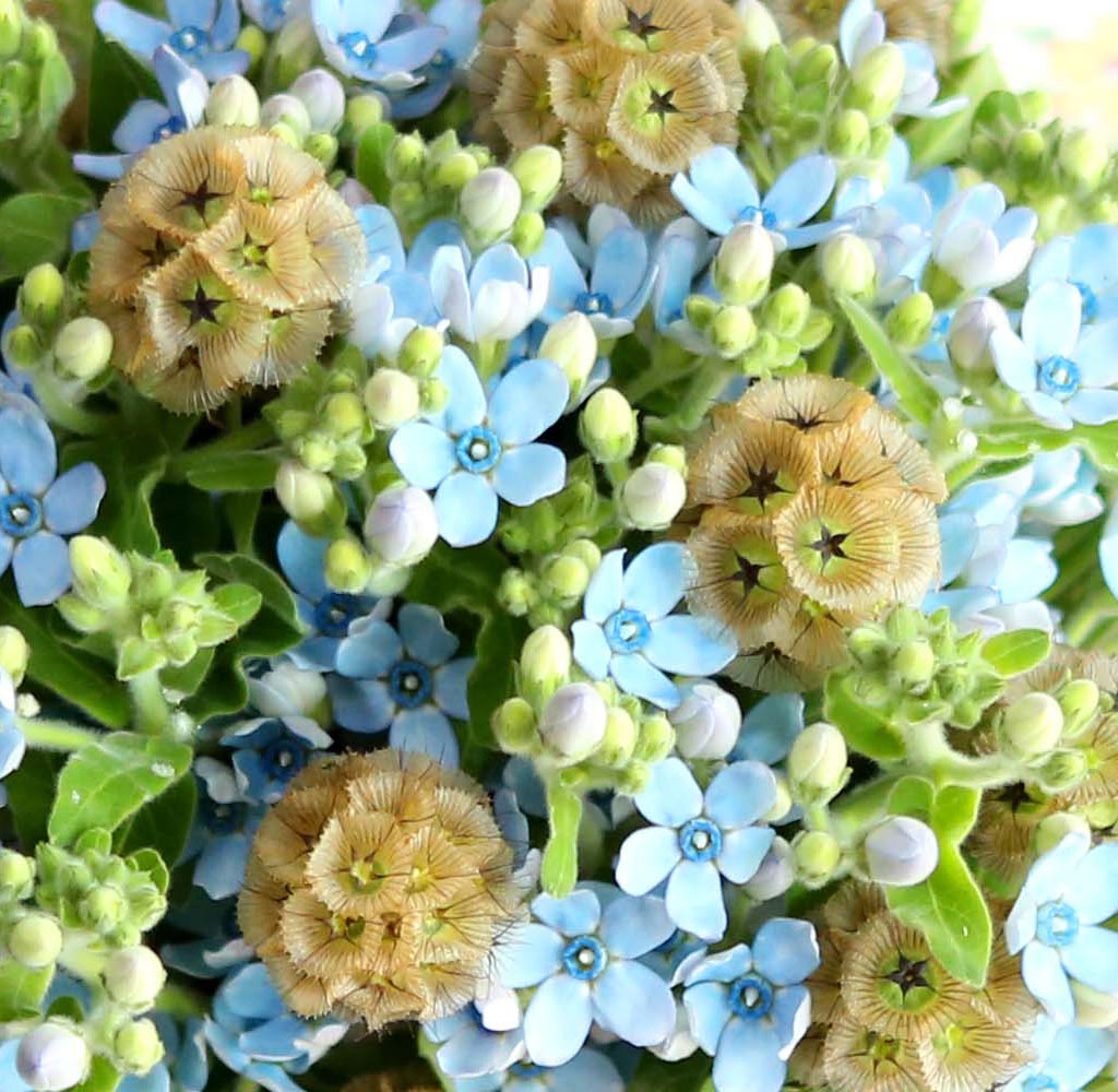 Yes it is Oxypetalum Bouquet
