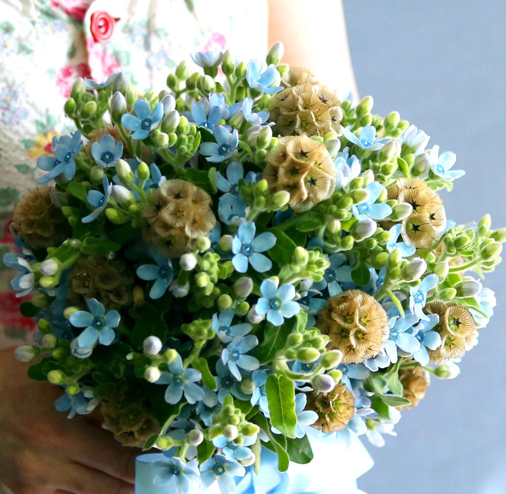 Yes it is Oxypetalum Bouquet
