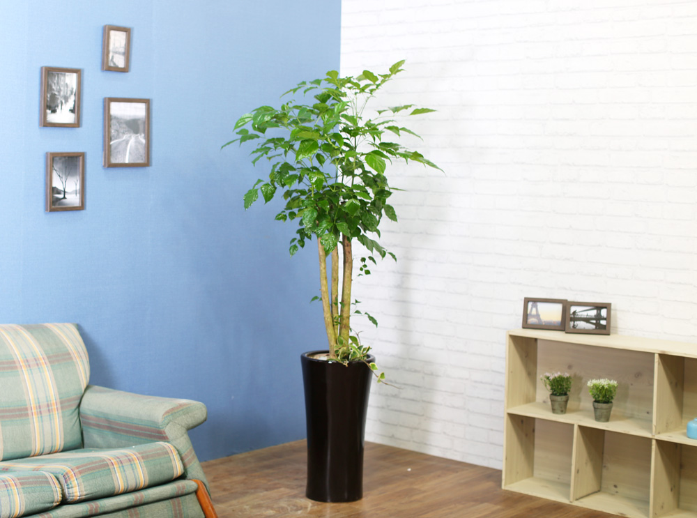 실내식물은 사람에게 좋아요 - 풍성한 산소를 주는 녹보수(화기가 변경될 수 있습니다.)