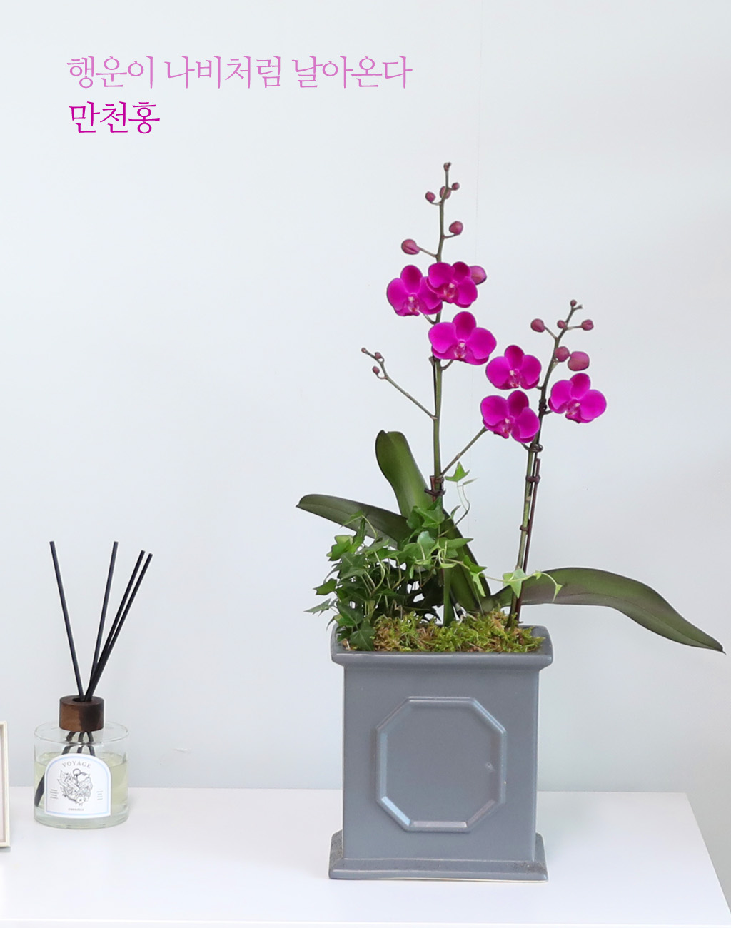 <div class="dd-small-t">행운이 나비처럼 날아온다</div>
<div class="dd-large-t">만천홍</div>
<div class="dd-c">
두 개의 꽃대가 올라와 뻗은 모습이 우아하고
예쁜 색의 꽃을 오래도록 볼 수 있는 만천홍이예요
슬림하고 모던한 화기에 심어 어느 자리에나 어울리게 했답니다</div>