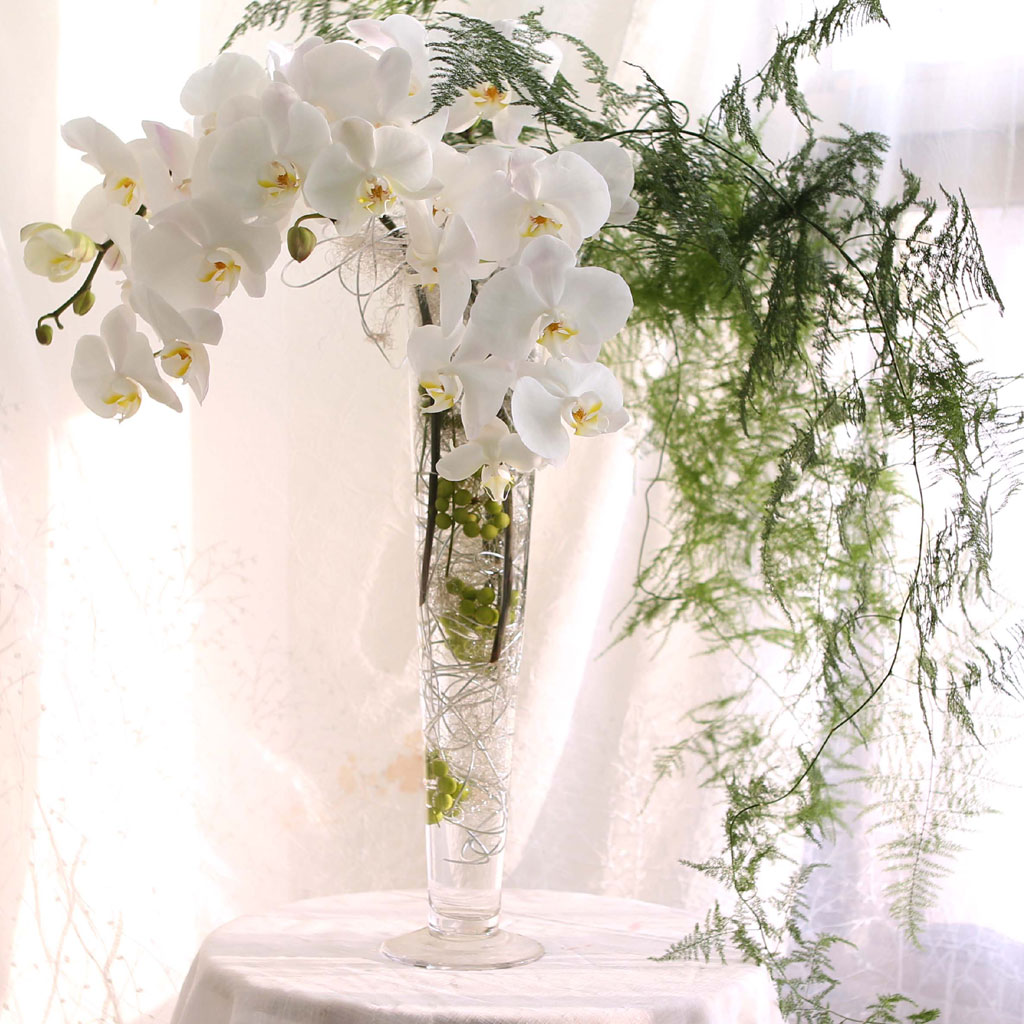 The Elegantflowers - White Phalaenopsis