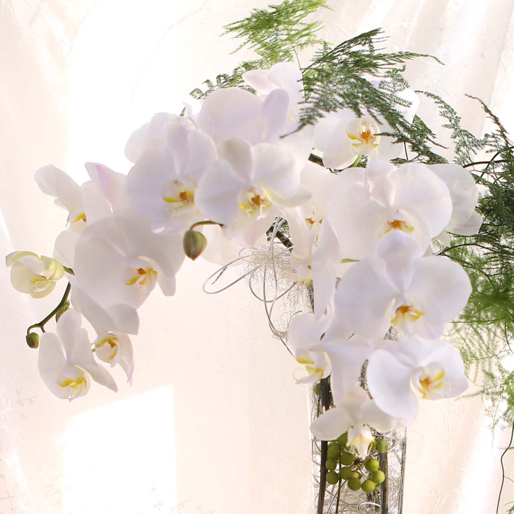 The Elegantflowers - White Phalaenopsis