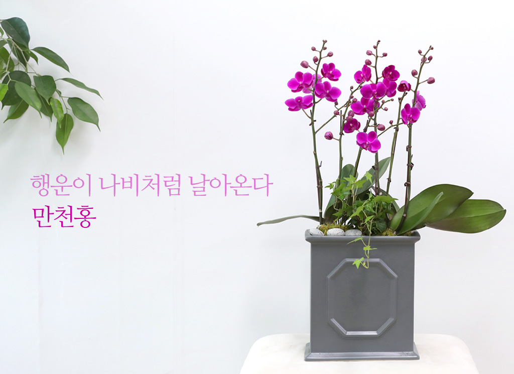 <div class="dd-small-t">행운이 나비처럼 날아온다</div>
<div class="dd-large-t">만천홍</div>
<div class="dd-c">
예쁜 색의 꽃을 오래도록 볼 수 있는 만천홍이예요
'행운이 나비처럼 날아온다'는 예쁜 꽃말을 가지고 있어요</div>