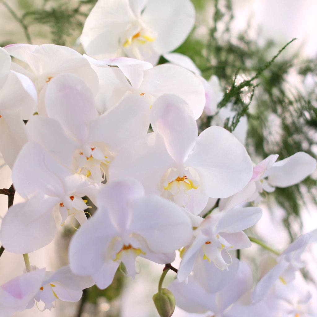 The Elegantflowers - White Phalaenopsis