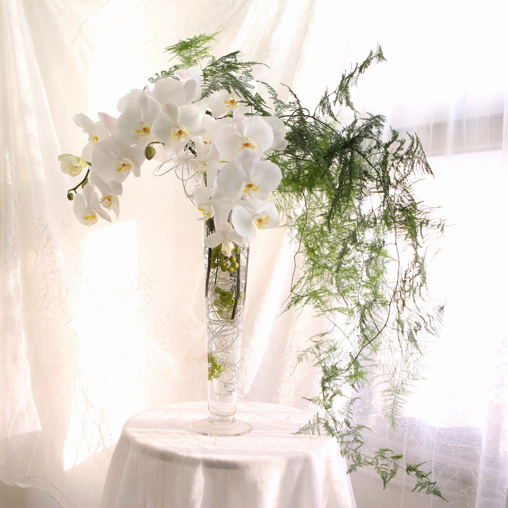 The Elegantflowers - White Phalaenopsis