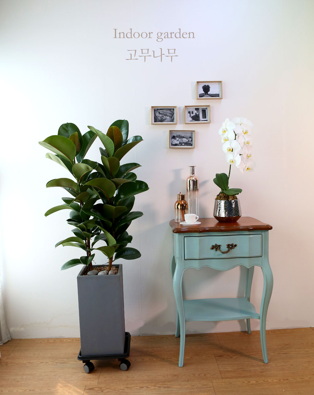 Indoor garden 고무나무