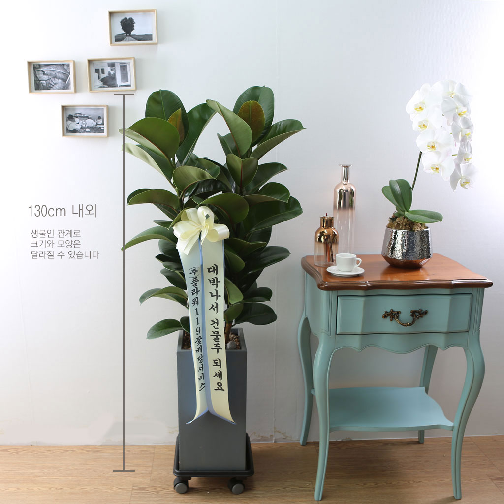 Indoor garden 고무나무