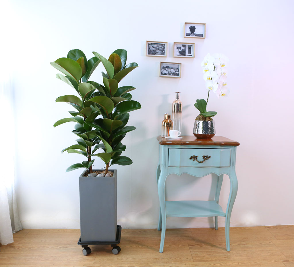 Indoor garden 고무나무
