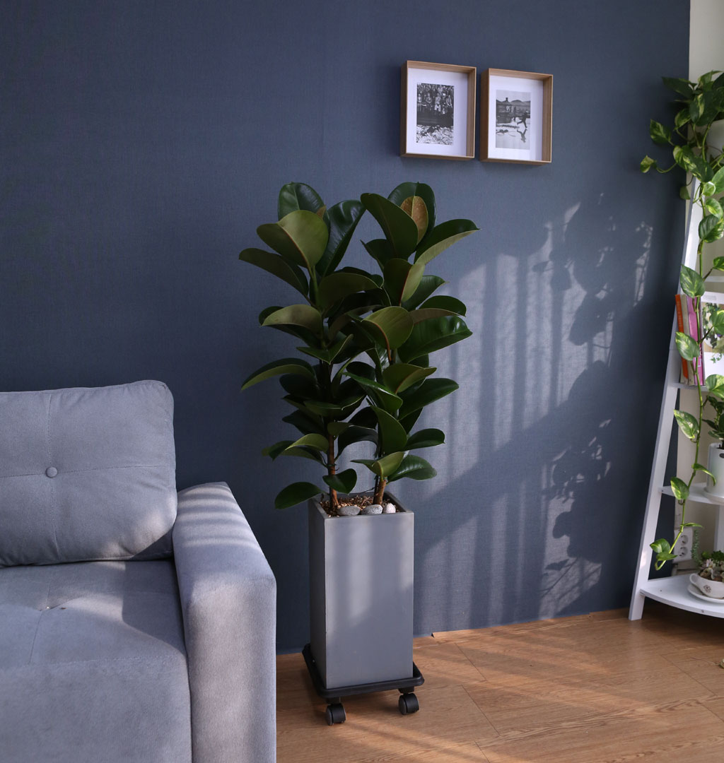 Indoor garden 고무나무