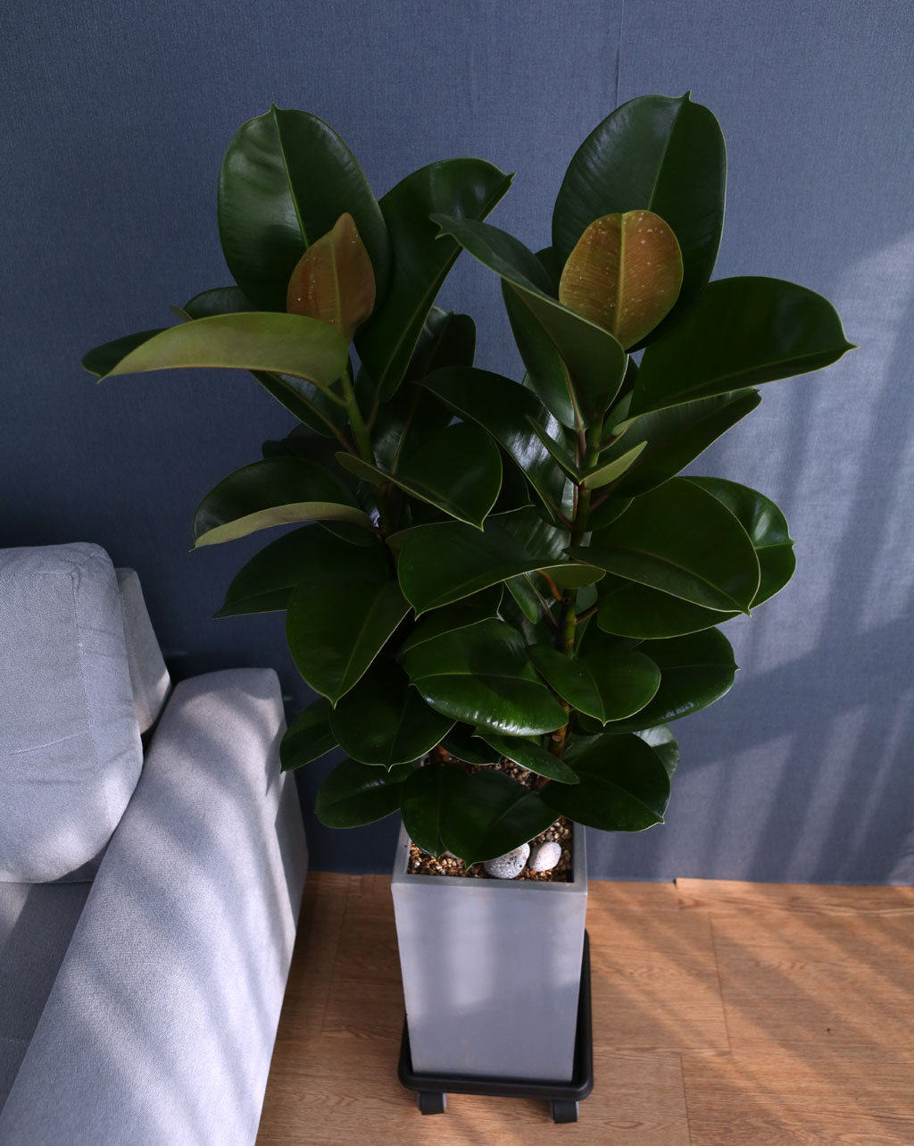 Indoor garden 고무나무