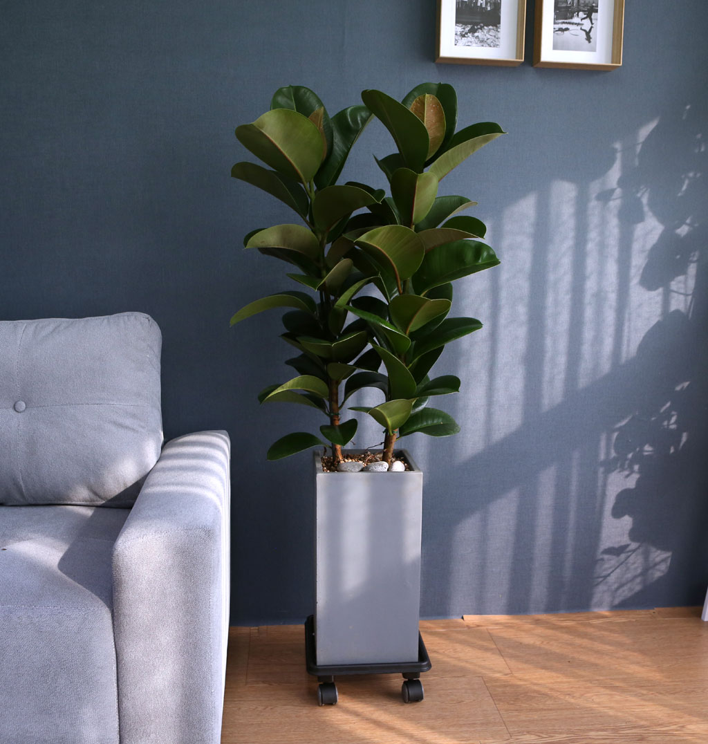 Indoor garden 고무나무