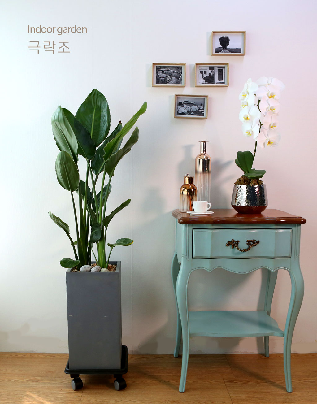 극락조의 꽃 모양이 극라조라는 새를 닮아 붙여진 이름입니다.