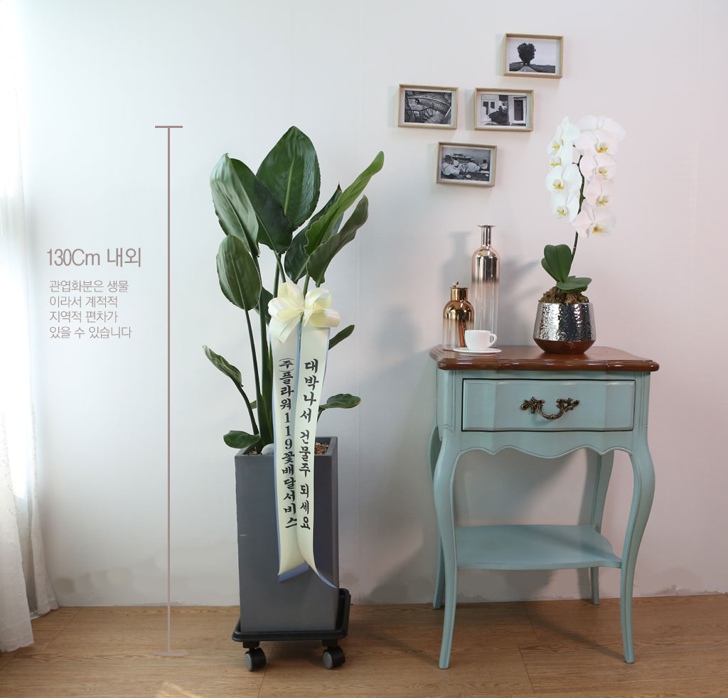 Indoor garden 극락조