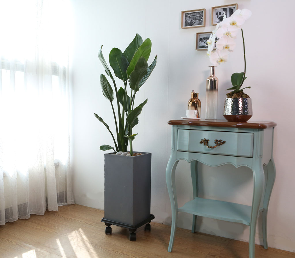 Indoor garden 극락조