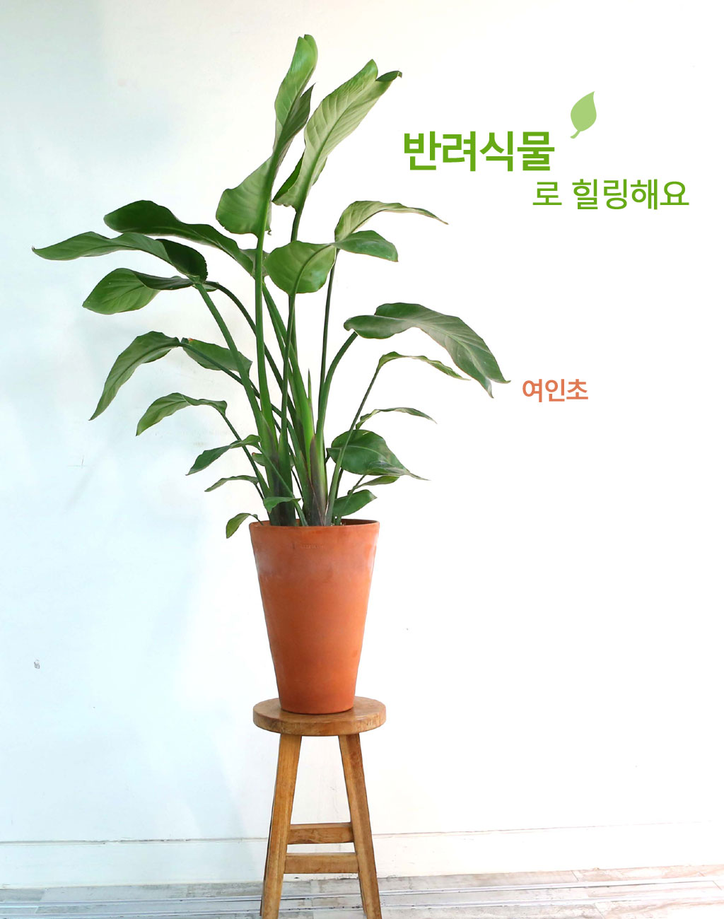 <div style="font-size:1.8em; font-weight:700; font-family: 'Noto Serif KR', serif; color:#000000; margin-top: 21px;">여인초</div>
잎자루 아래에 빗물이 저장 되는데 그 물로 길 가던 여행자들이 갈증을 풀어서 붙여진 이름입니다.