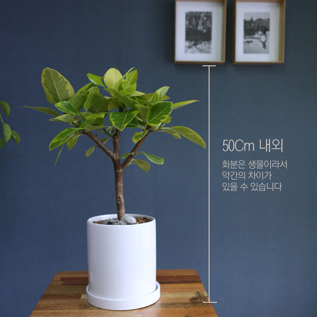 가정, 사무실, 가게 등 어디에서나 잘 자라는 뱅갈고무나무는
대표적인 공기정화식물입니다.
