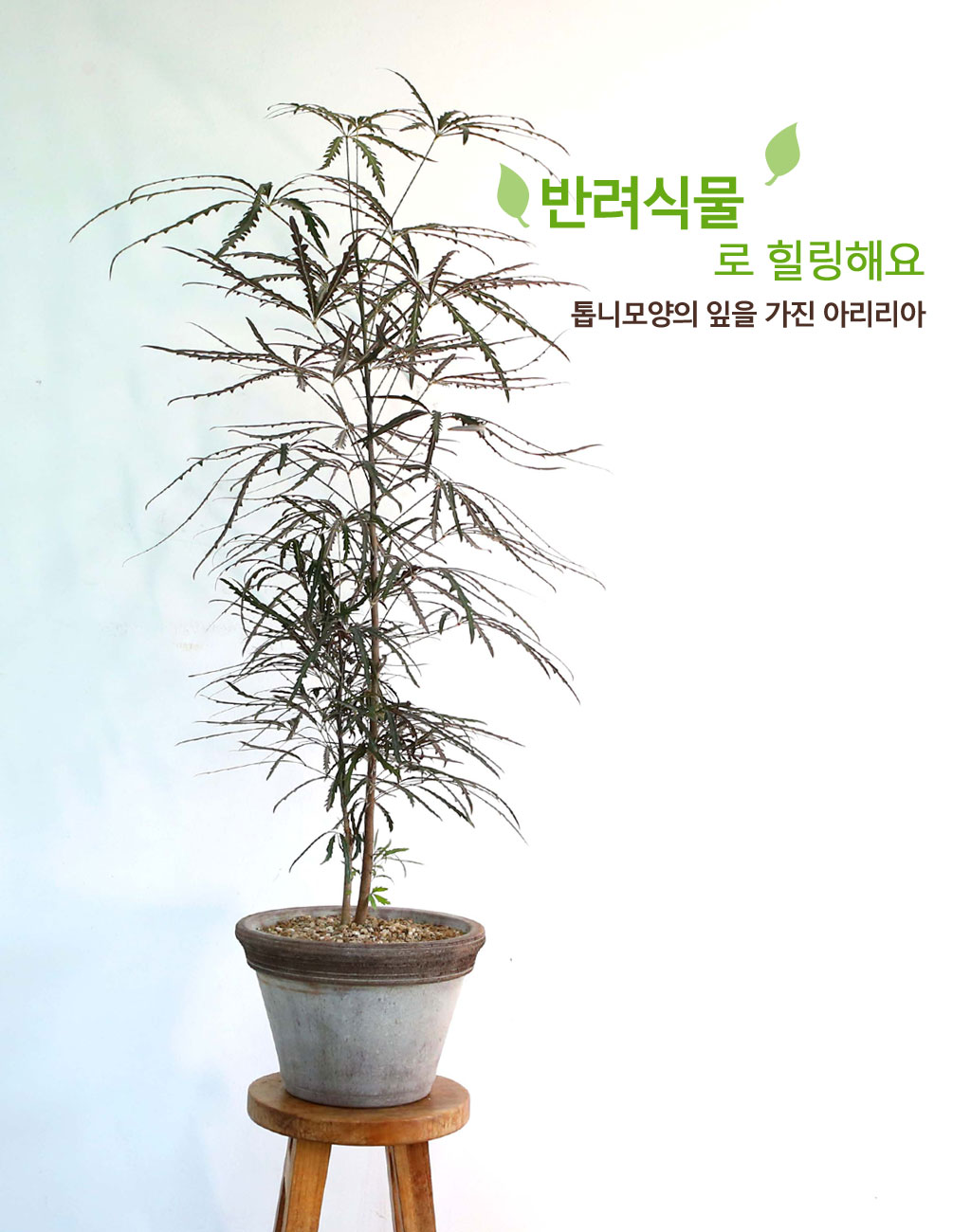 인테리어 식물, 아라리아
홈데코, 플랜테리어로 사랑받는 식물입니다.