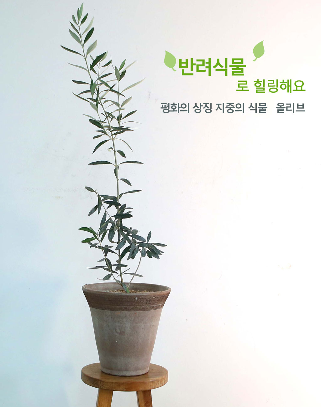 반려식물로 힐링해요 - 평화의 상징 지중의 식물 올리브