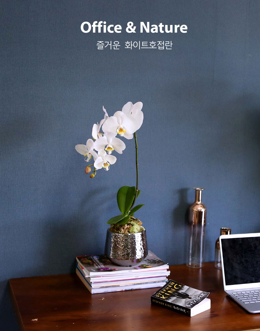 우아하고 청초한 화이트 호접입니다.
승진, 영전 등 인사이동으로 많이 찾는 서양란입니다.