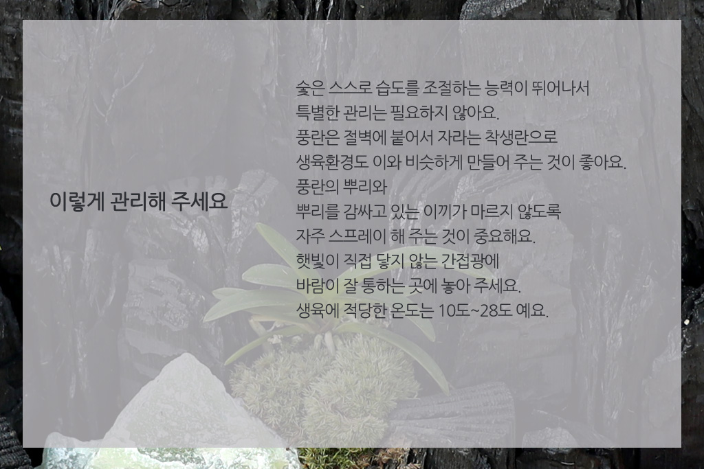 공기정화탁월한 숯부작 자연을 담다2
