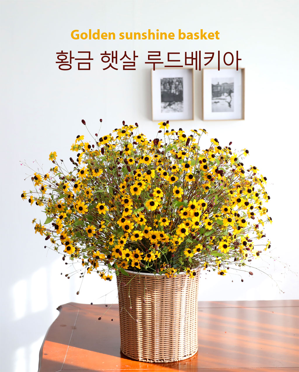 황금햇살 루드베키아