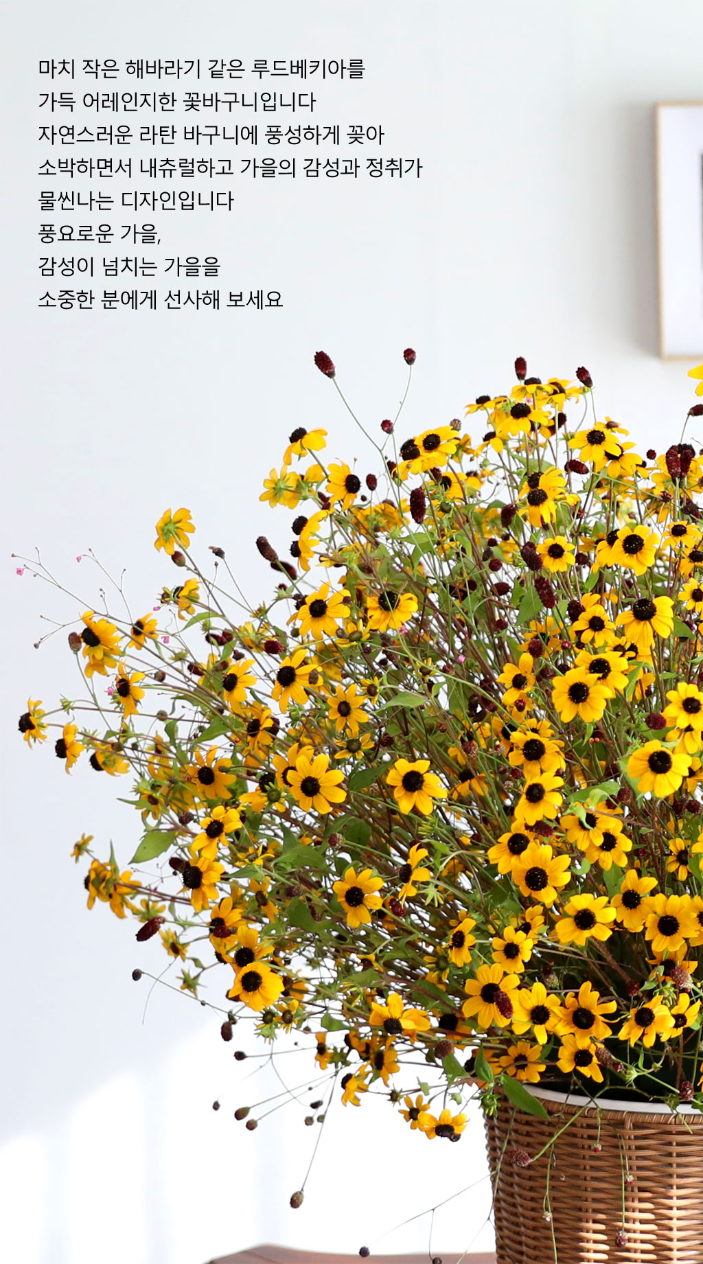 황금햇살 루드베키아