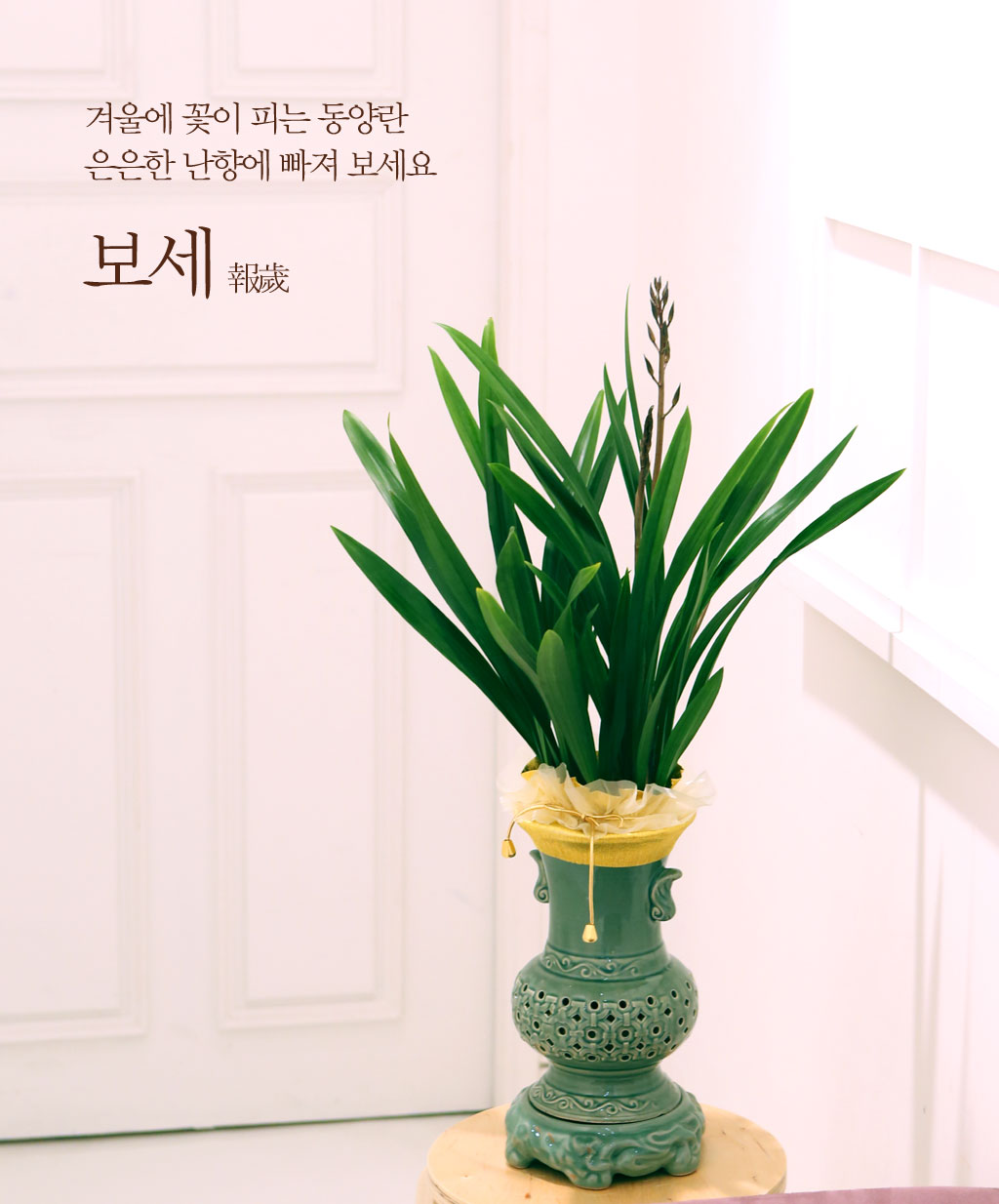 보세란 새해를 알려주는 난초입니다.
보세의 꽃은 적갈색이고 은은한 향이 납니다.