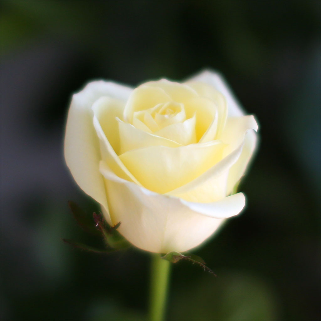 연노랑 장미 / 1송이