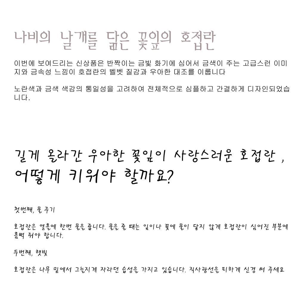봄 햇살을 담은 노랑 호접란(소)