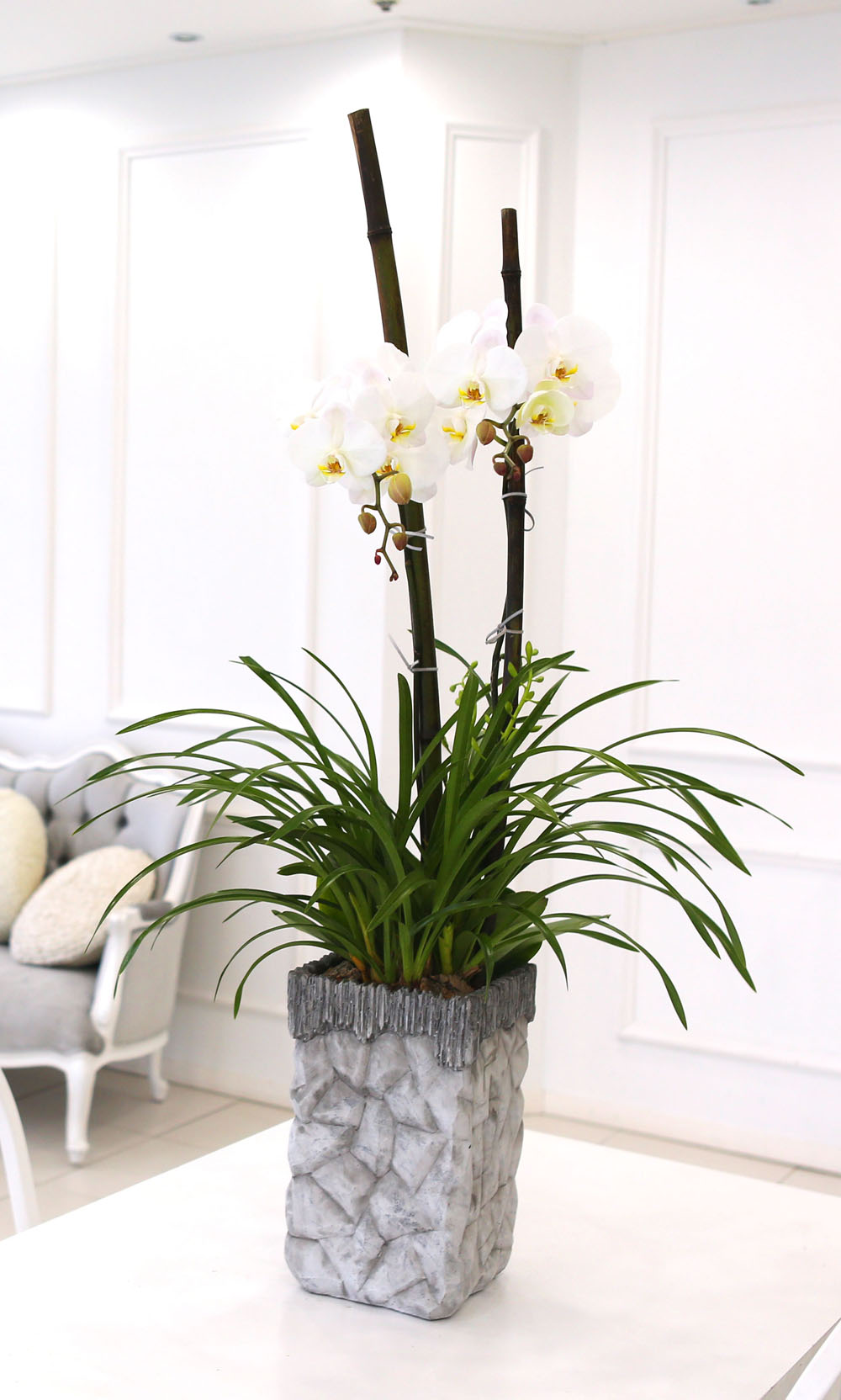 Living with flowers everyday - Newyork style Orchid 스프링파루와 화이트호접