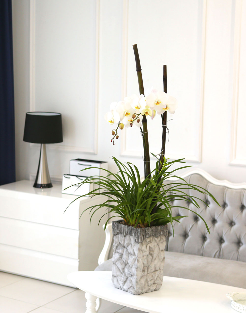Living with flowers everyday - Newyork style Orchid 스프링파루와 화이트호접
