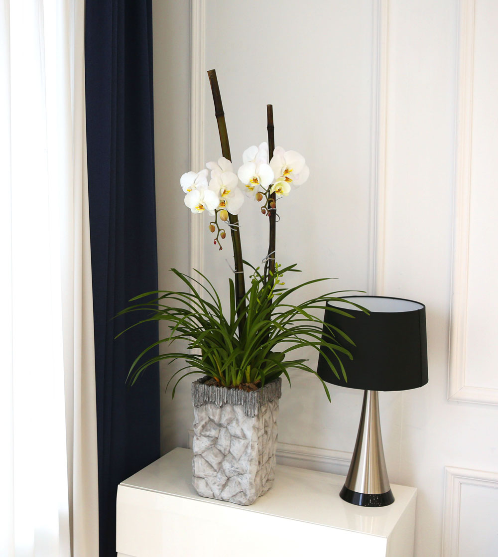 Living with flowers everyday - Newyork style Orchid 스프링파루와 화이트호접