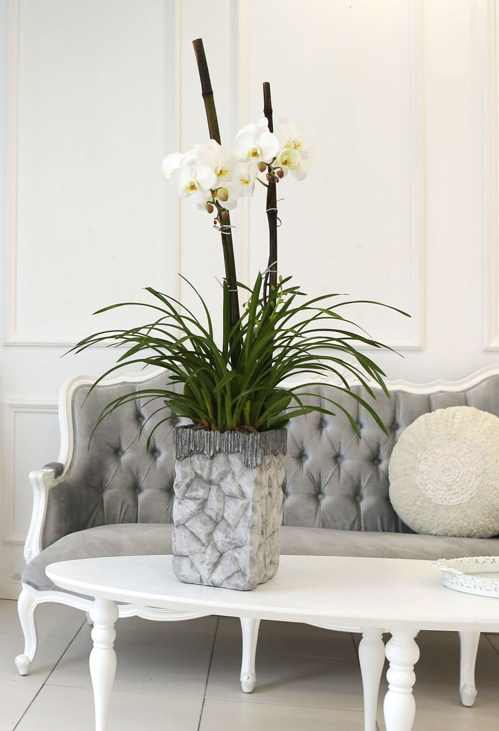 Living with flowers everyday - Newyork style Orchid 스프링파루와 화이트호접