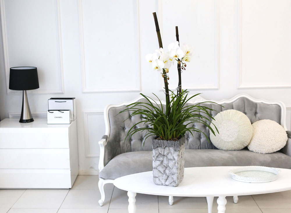 Living with flowers everyday - Newyork style Orchid 스프링파루와 화이트호접