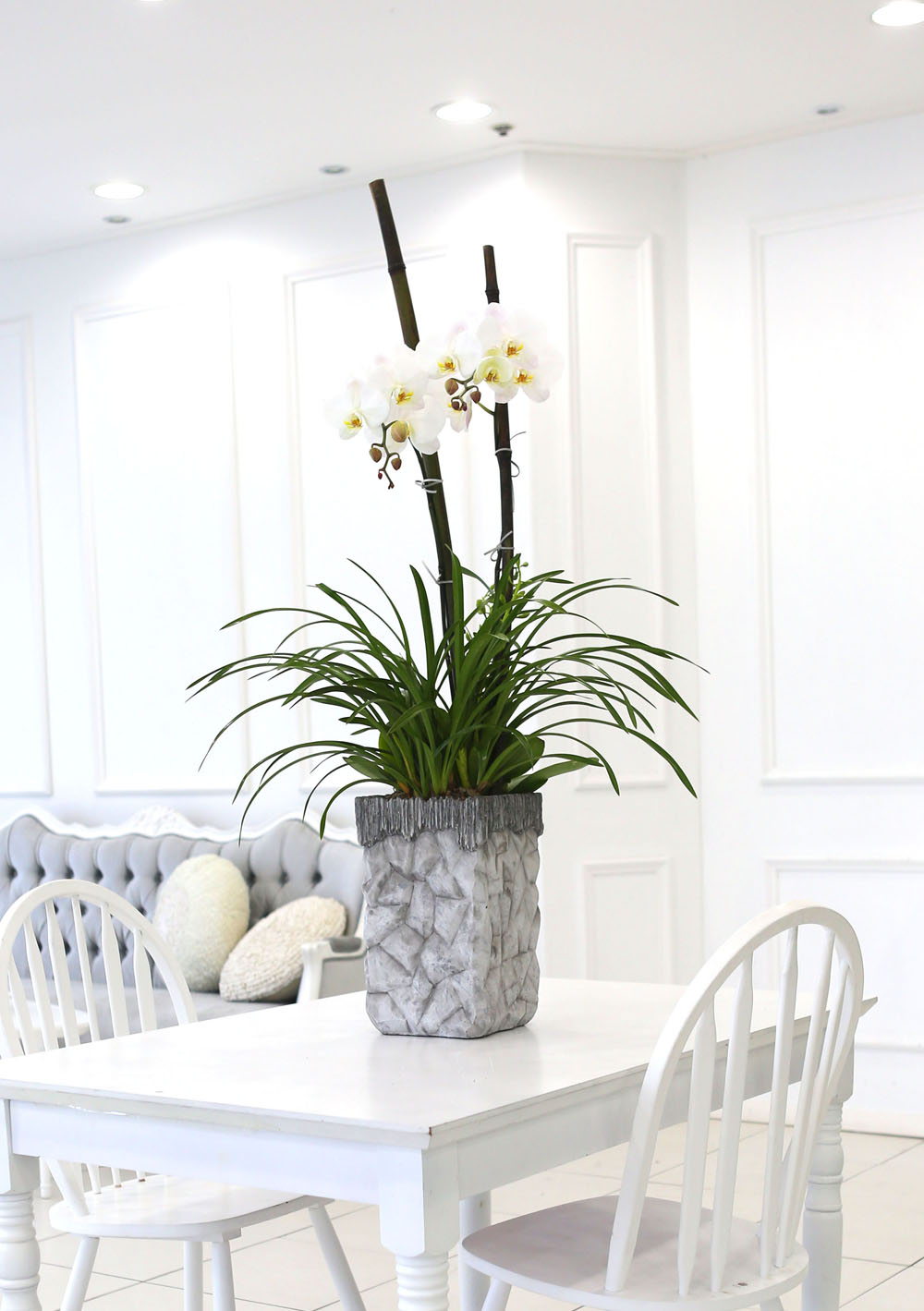Living with flowers everyday - Newyork style Orchid 스프링파루와 화이트호접