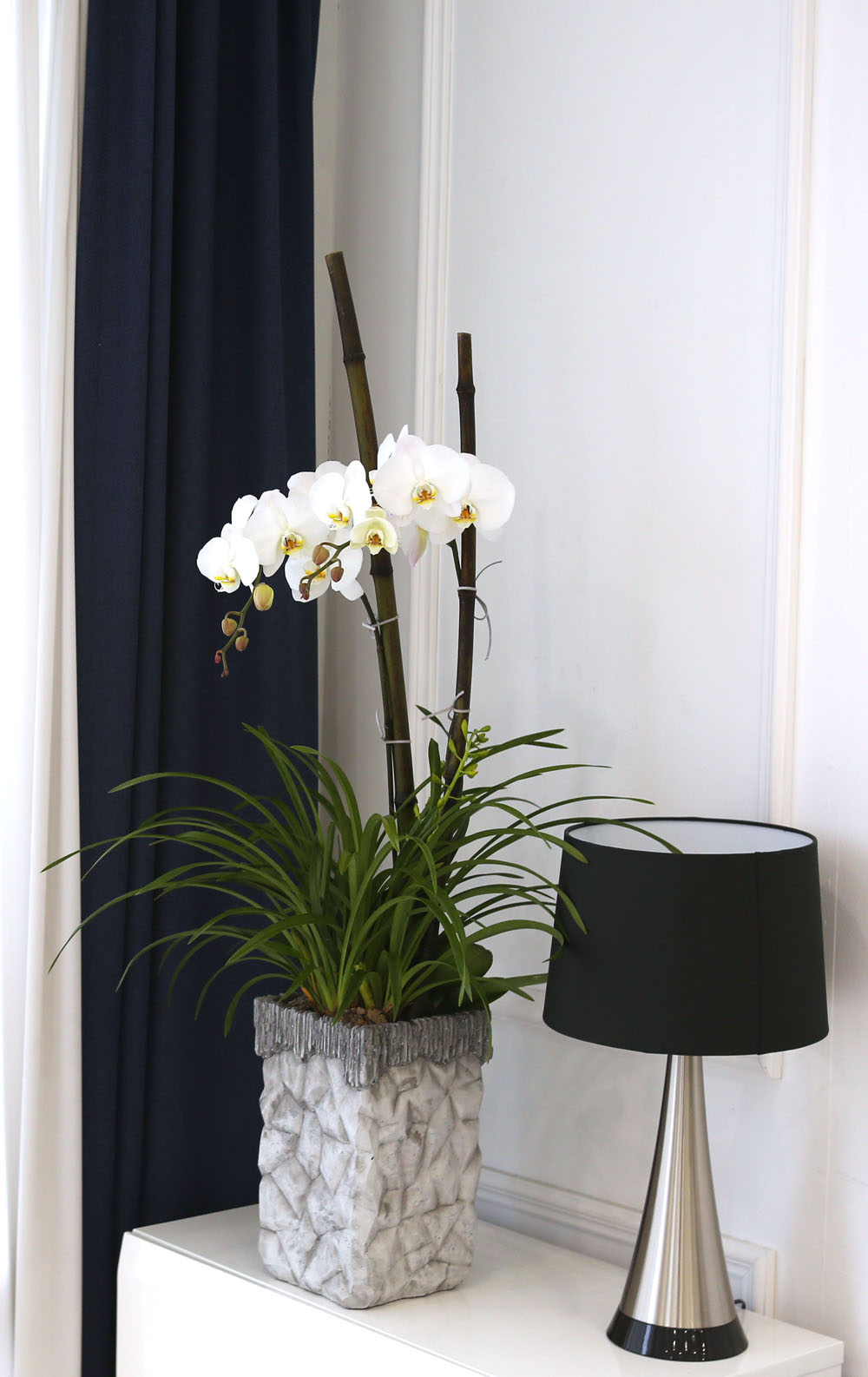 Living with flowers everyday - Newyork style Orchid 스프링파루와 화이트호접
