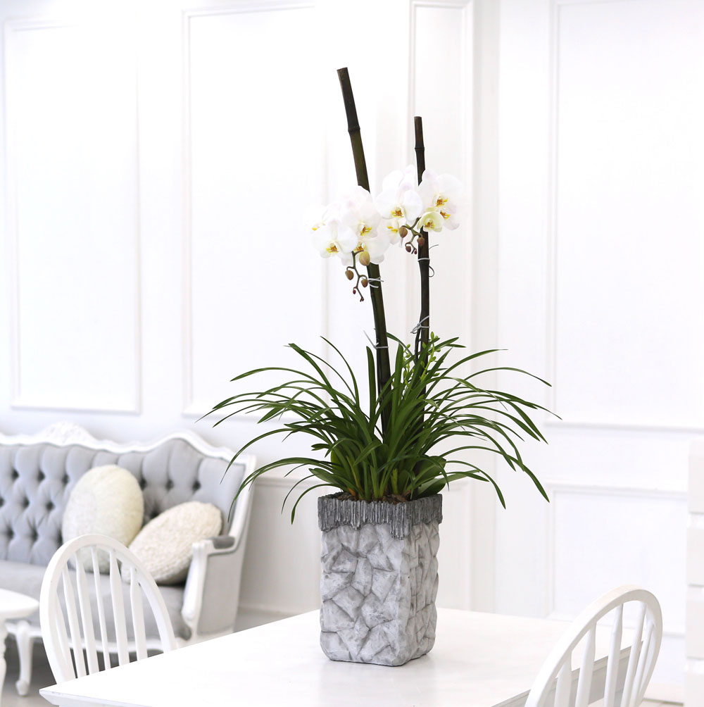 Living with flowers everyday - Newyork style Orchid 스프링파루와 화이트호접