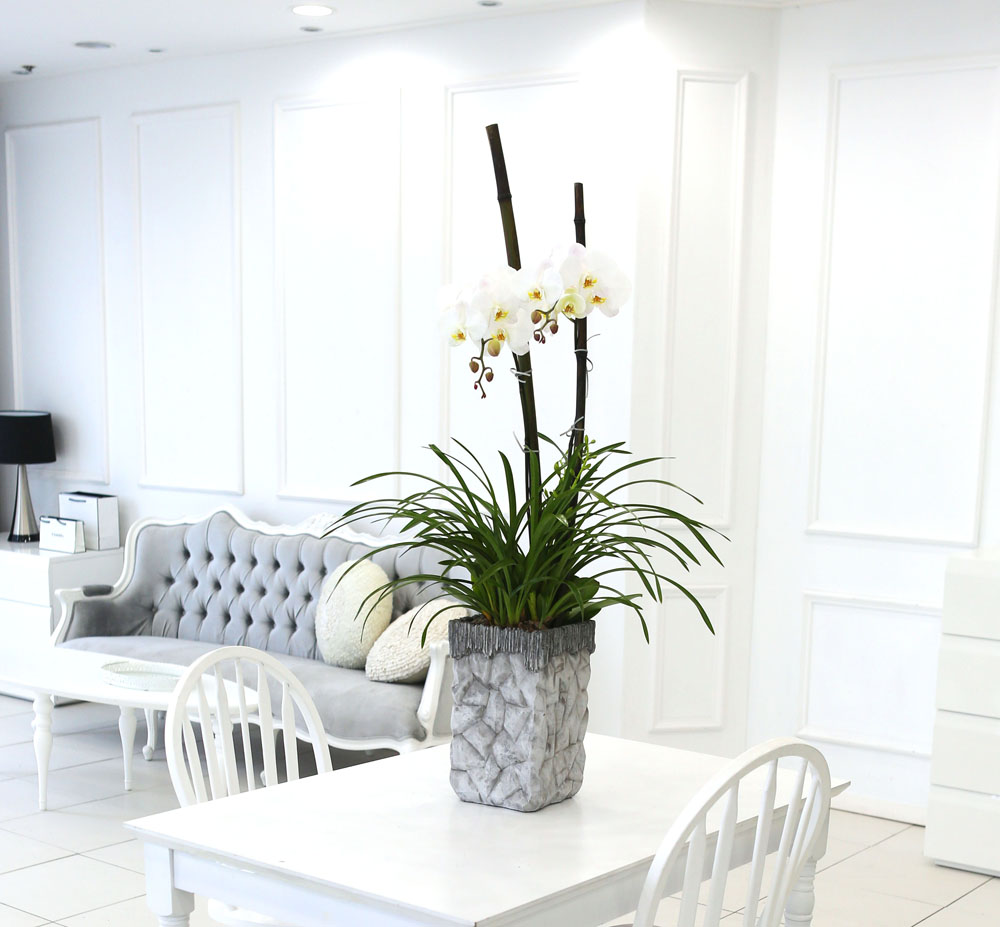 Living with flowers everyday - Newyork style Orchid 스프링파루와 화이트호접