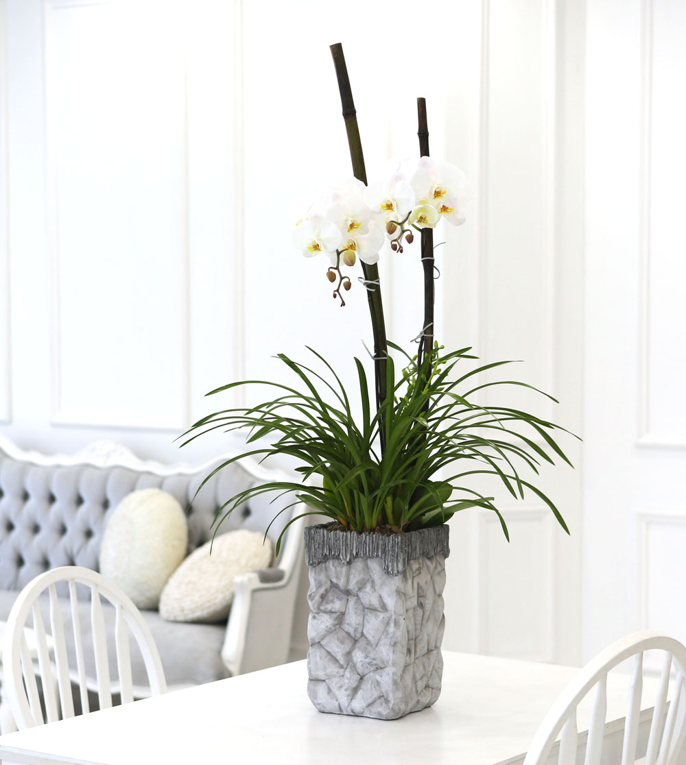 Living with flowers everyday - Newyork style Orchid 스프링파루와 화이트호접