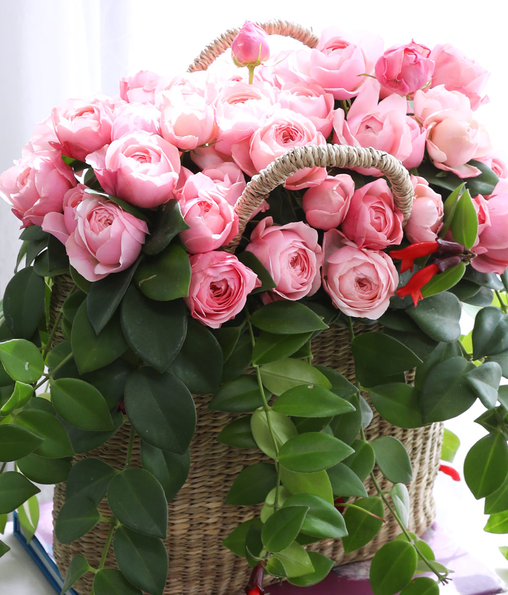 Romatic Rose